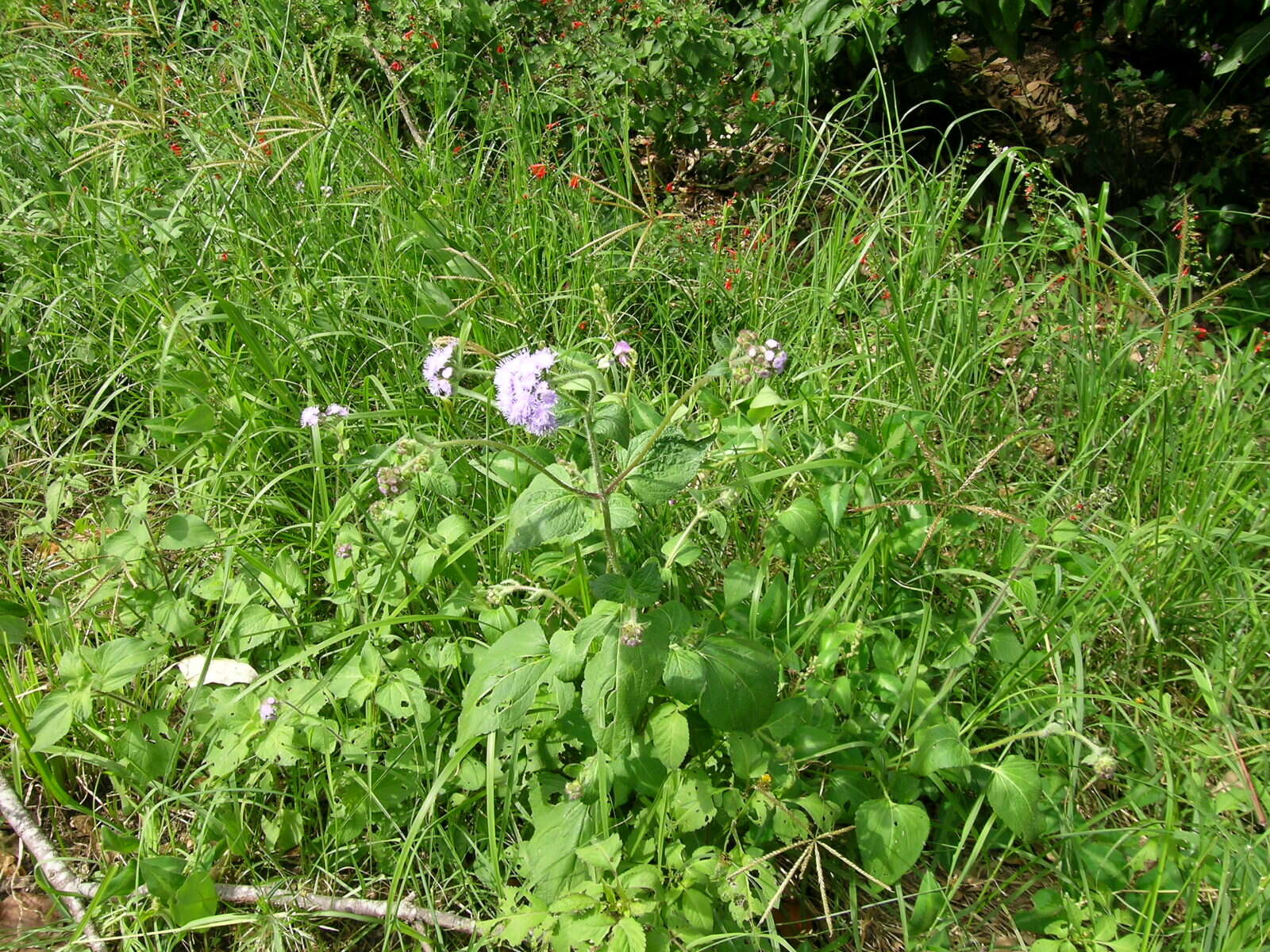 Imagem de Ageratum houstonianum Mill.