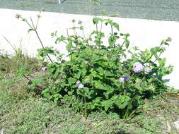 Imagem de Ageratum houstonianum Mill.