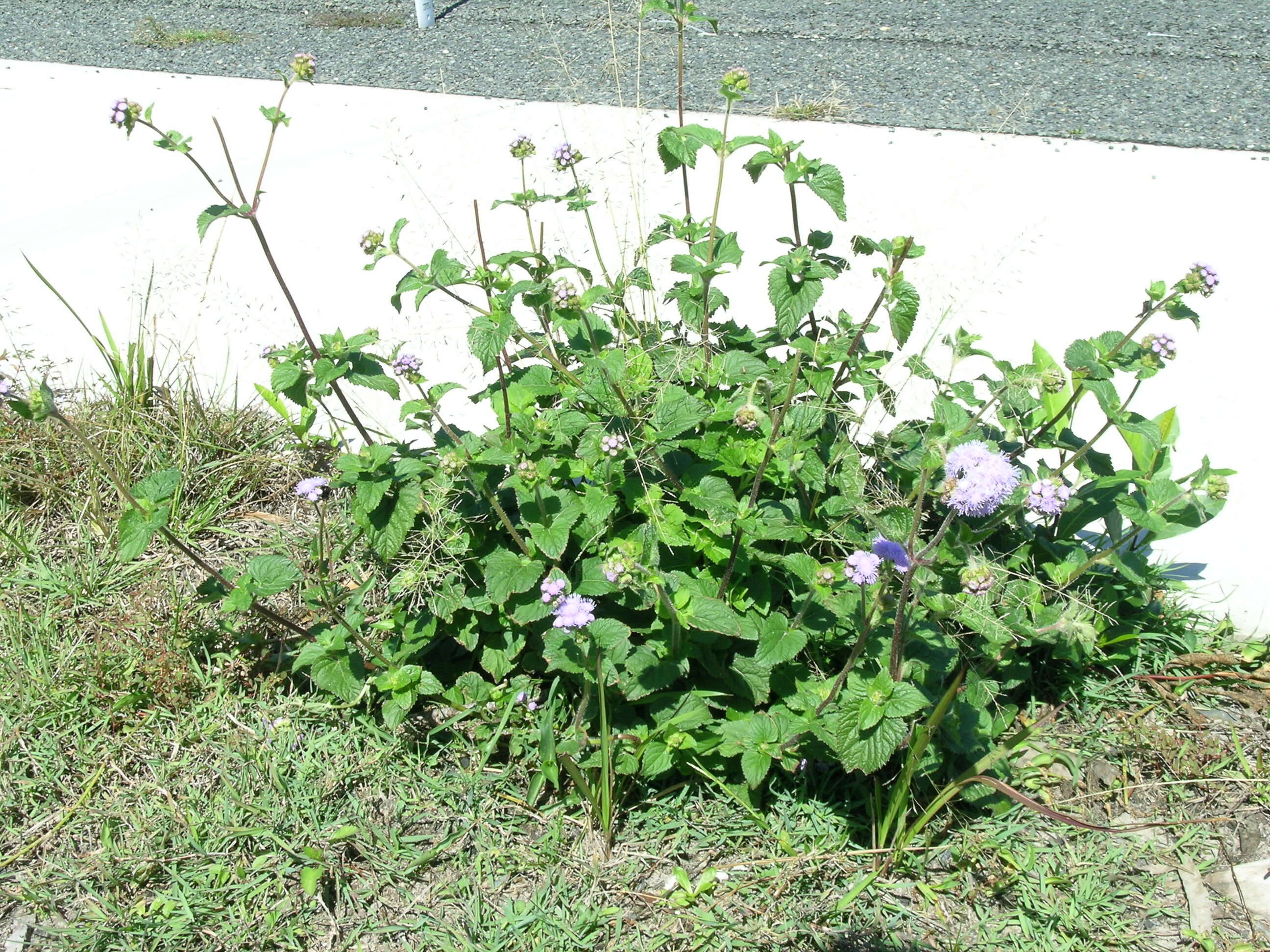 Imagem de Ageratum houstonianum Mill.