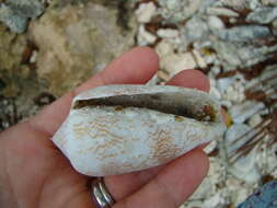 Image of Killer textile cone snail