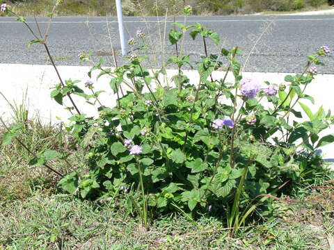 Imagem de Ageratum houstonianum Mill.