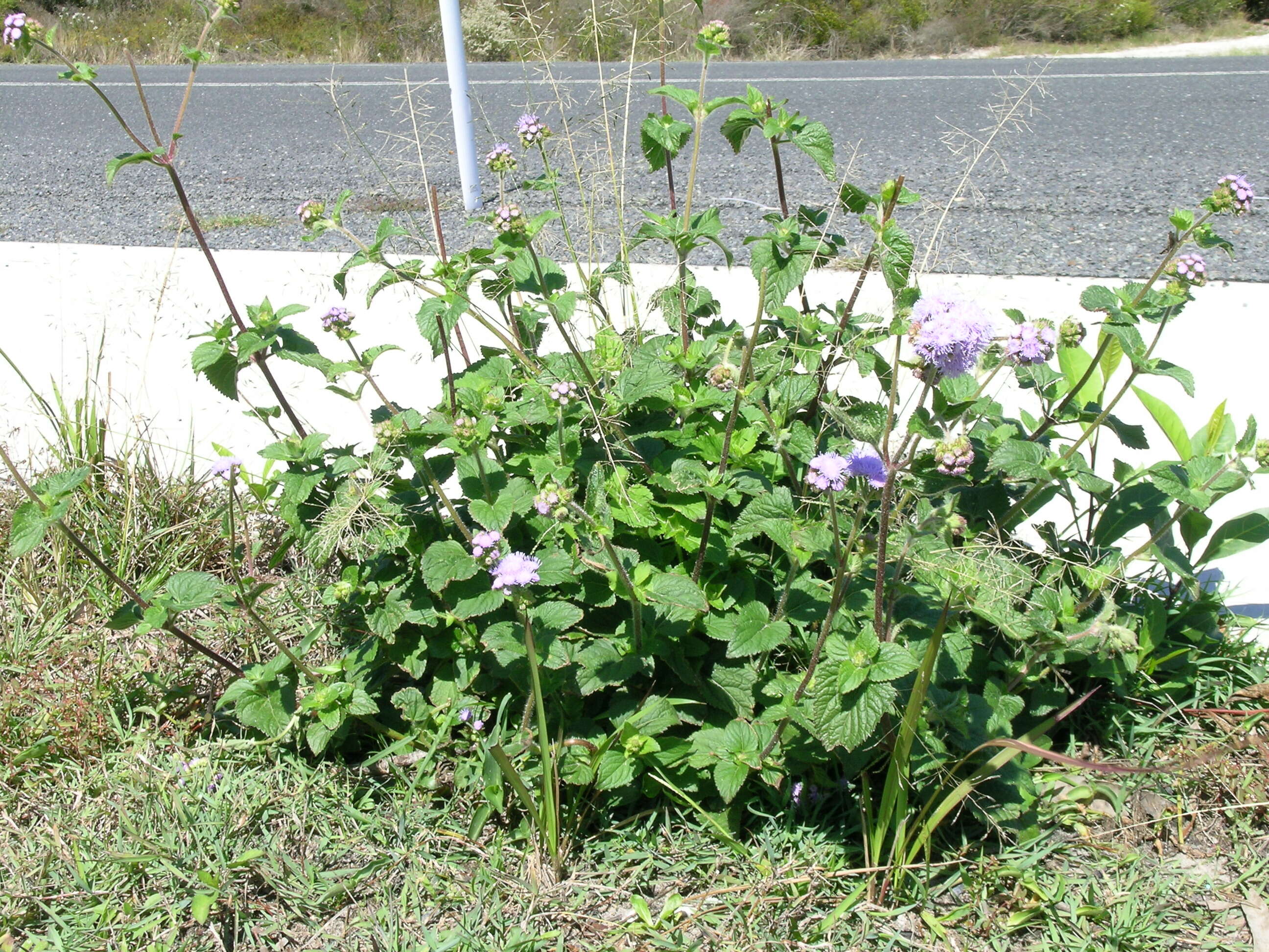 Imagem de Ageratum houstonianum Mill.