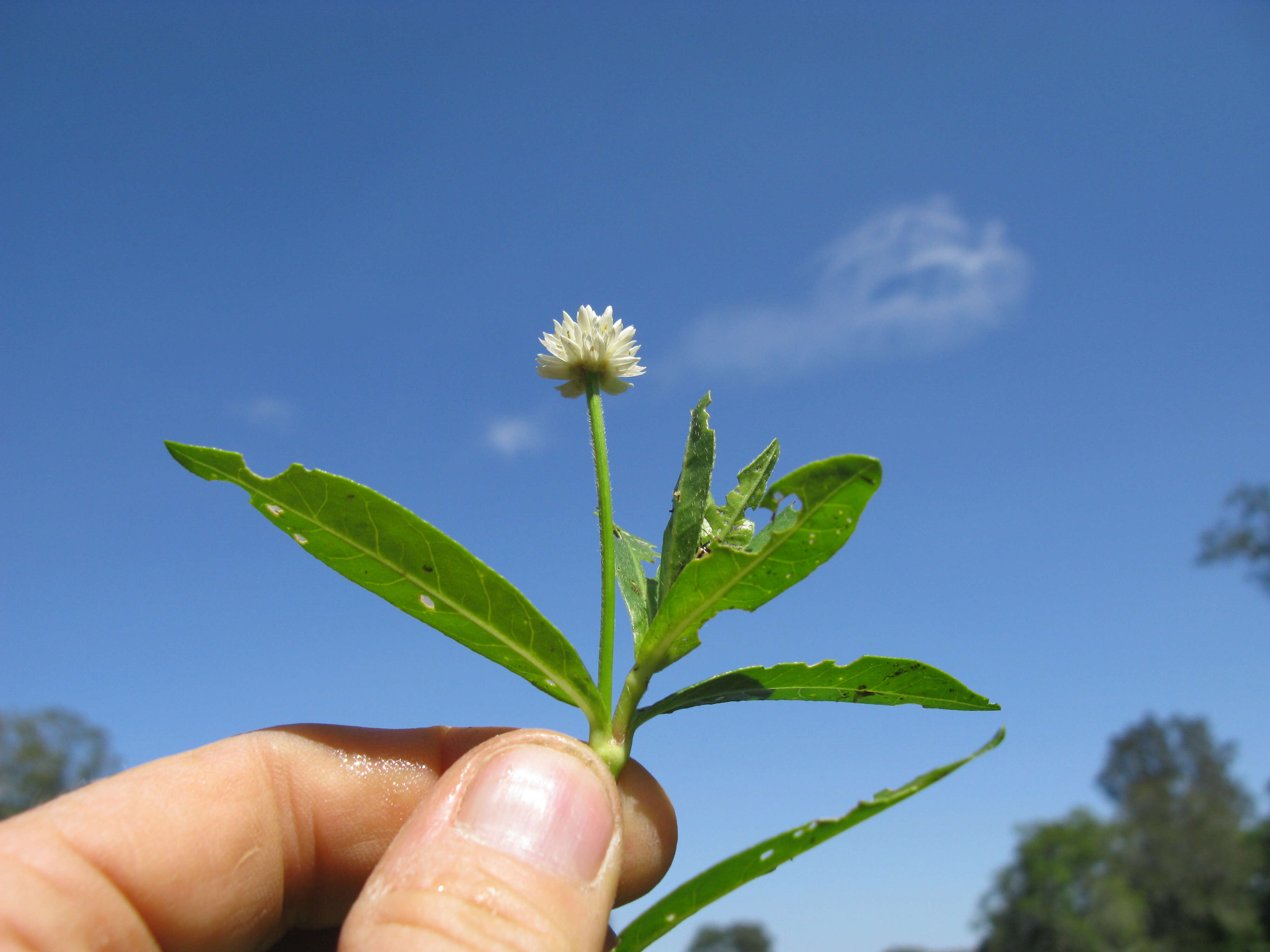 Imagem de Alternanthera philoxeroides (Mart.) Griseb.