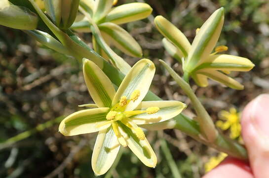 Image of Albuca suaveolens (Jacq.) J. C. Manning & Goldblatt