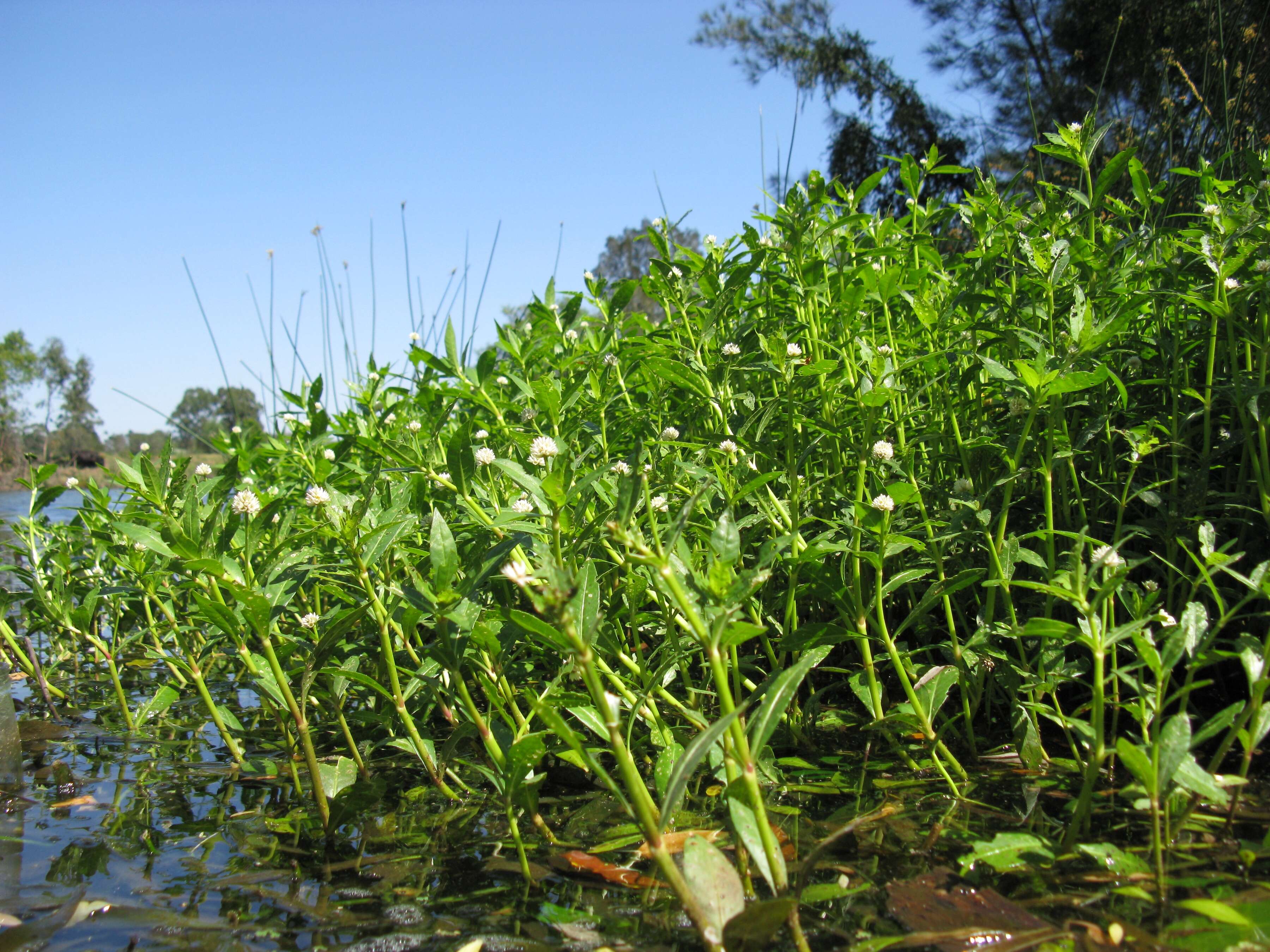 Imagem de Alternanthera philoxeroides (Mart.) Griseb.