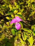 Imagem de Barleria prattensis Santapau