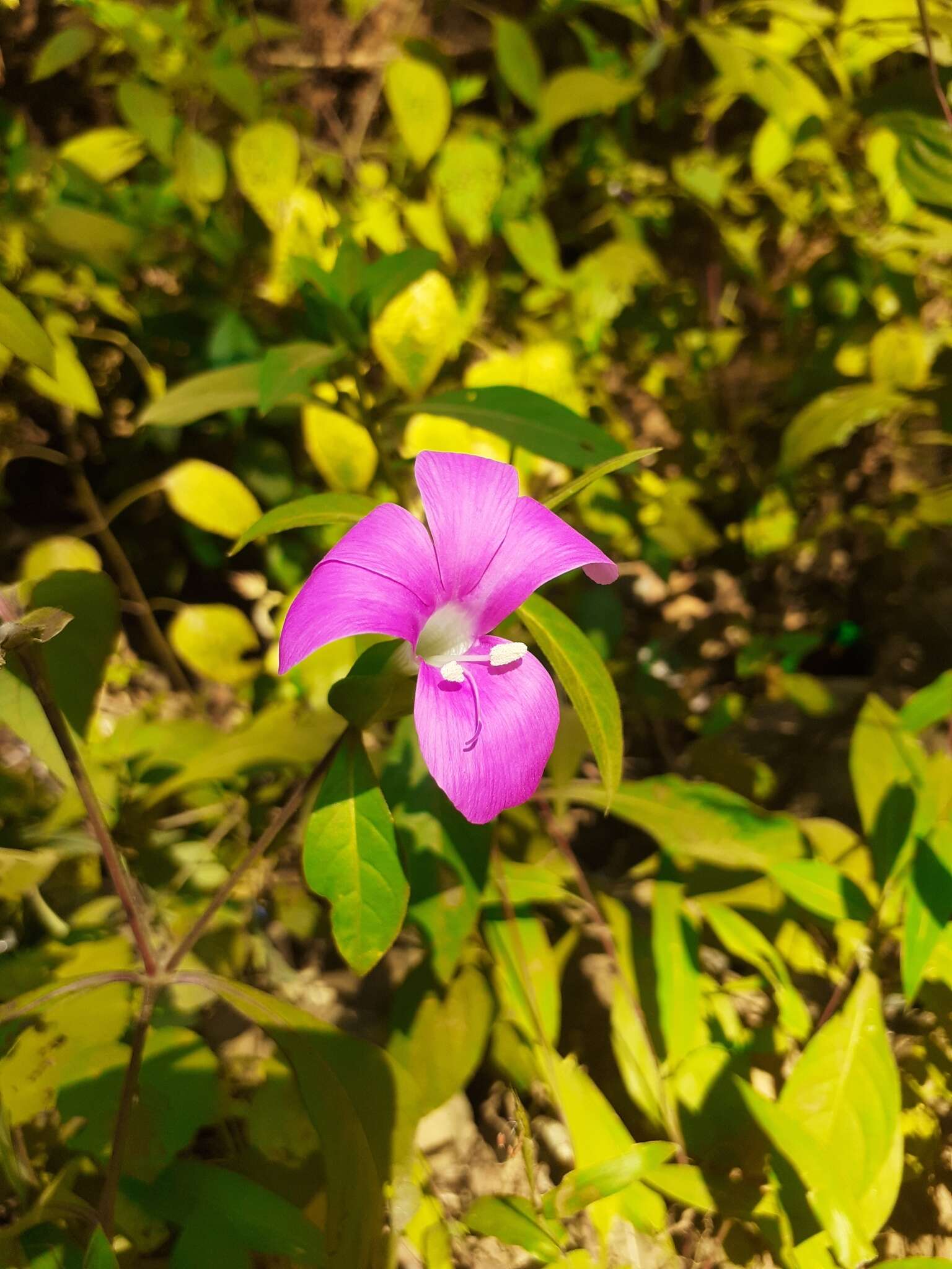 Imagem de Barleria prattensis Santapau