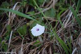 Plancia ëd Ipomoea anisomeres Robinson & Bartlett