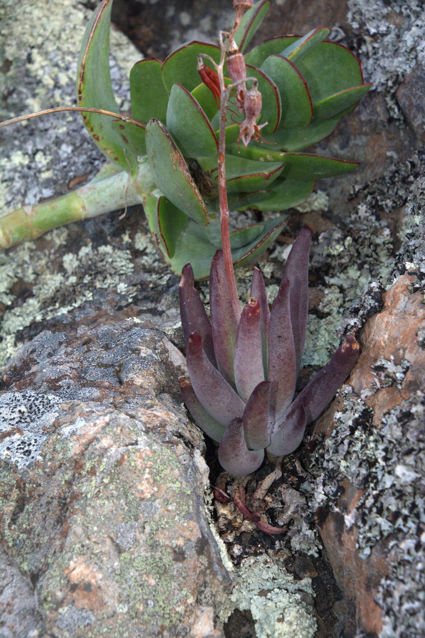 Image of Cotyledon orbiculata var. dactylopsis Tölken