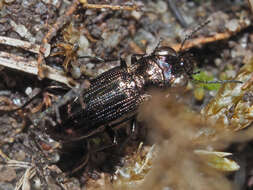 Image of Notiophilus aquaticus (Linnaeus 1758)