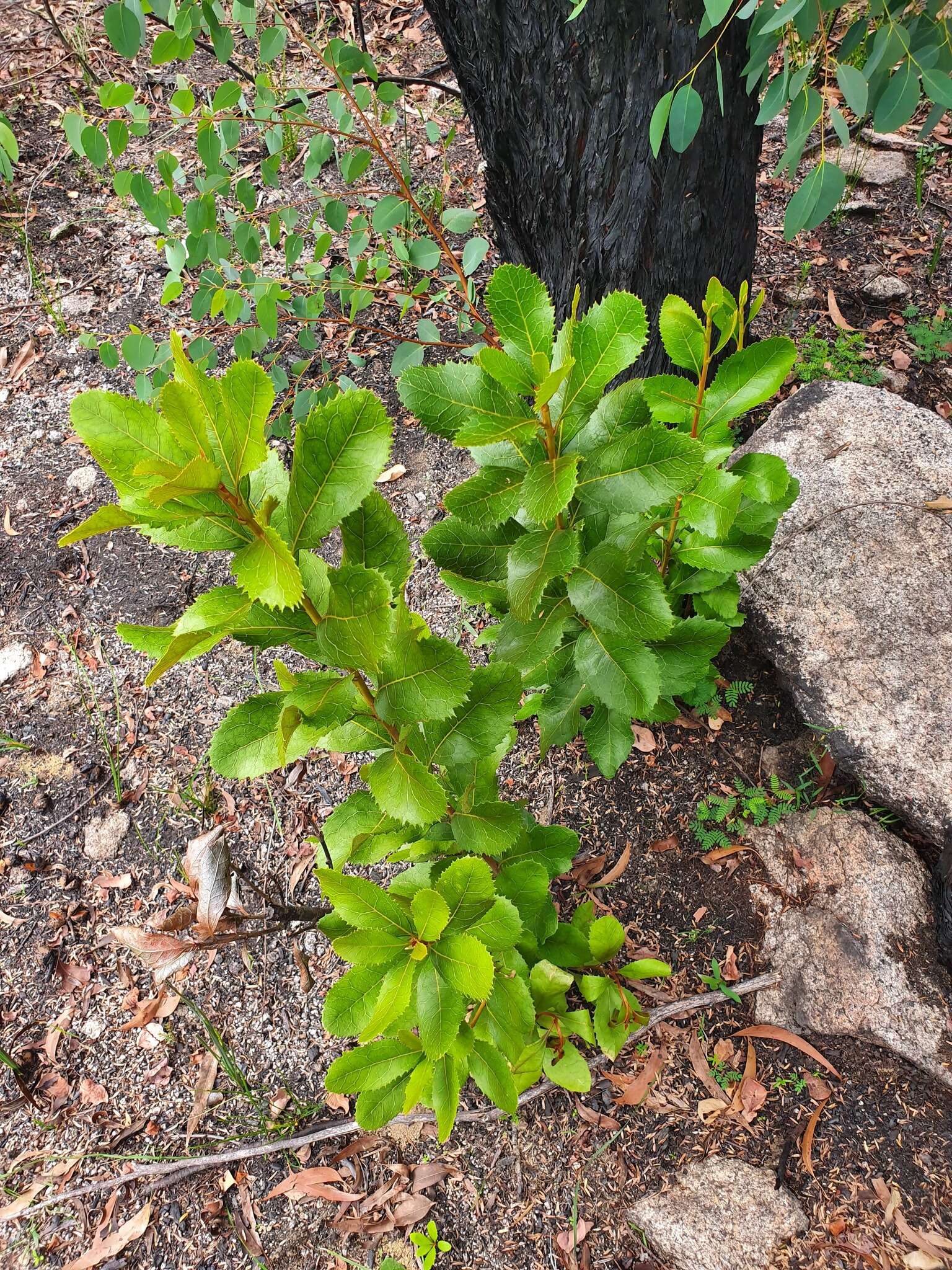 Image of Telopea aspera M. D. Crisp & P. H. Weston