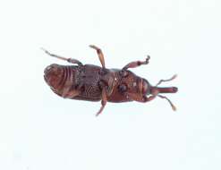 Image of rice weevil