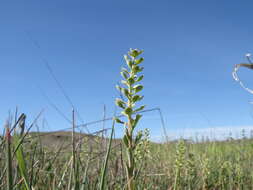 Image of Alloteropsis semialata (R. Br.) Hitchc.