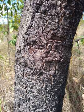 Image de Stryphnodendron adstringens (Mart.) Coville