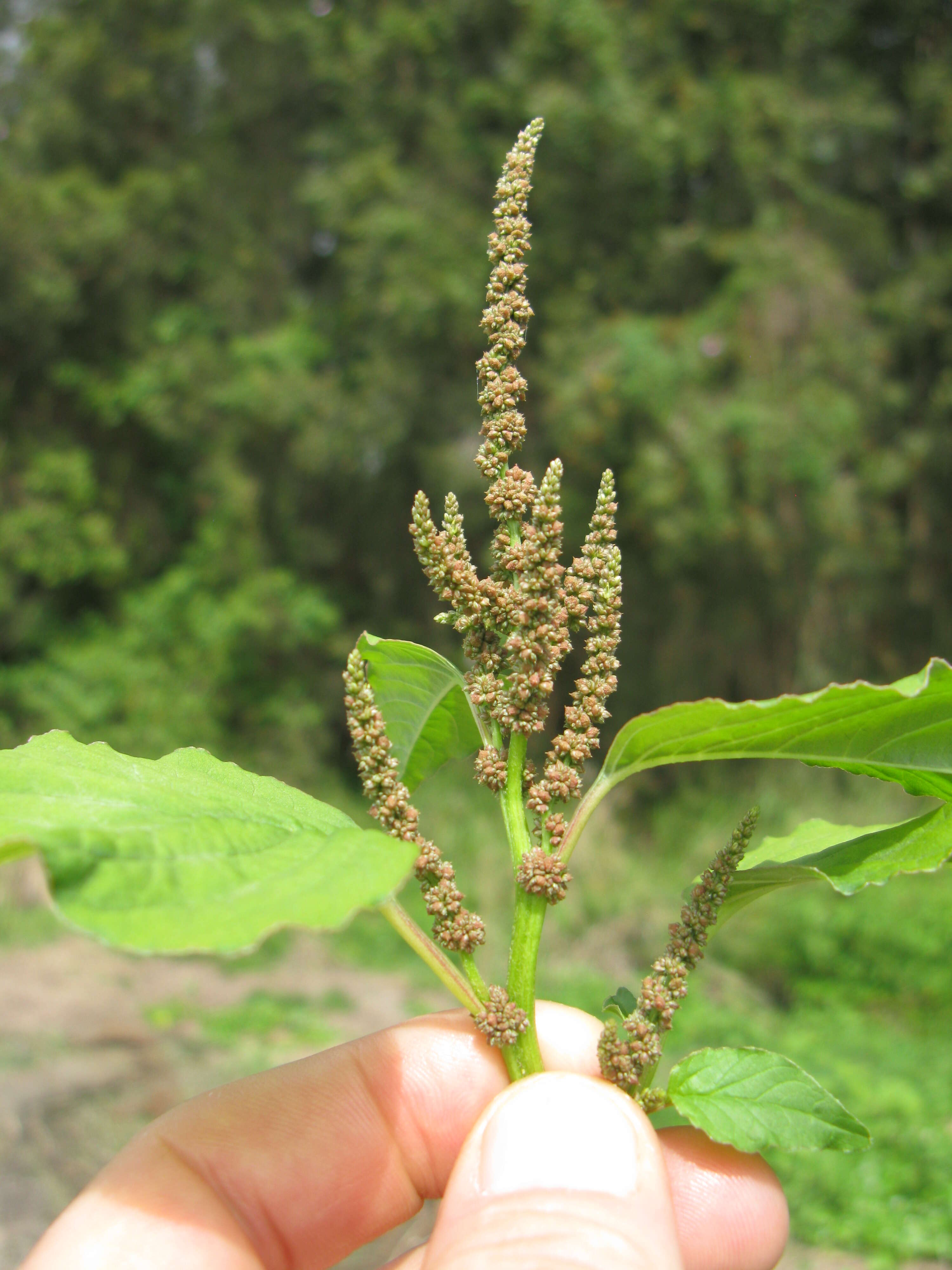 Imagem de Amaranthus viridis L.