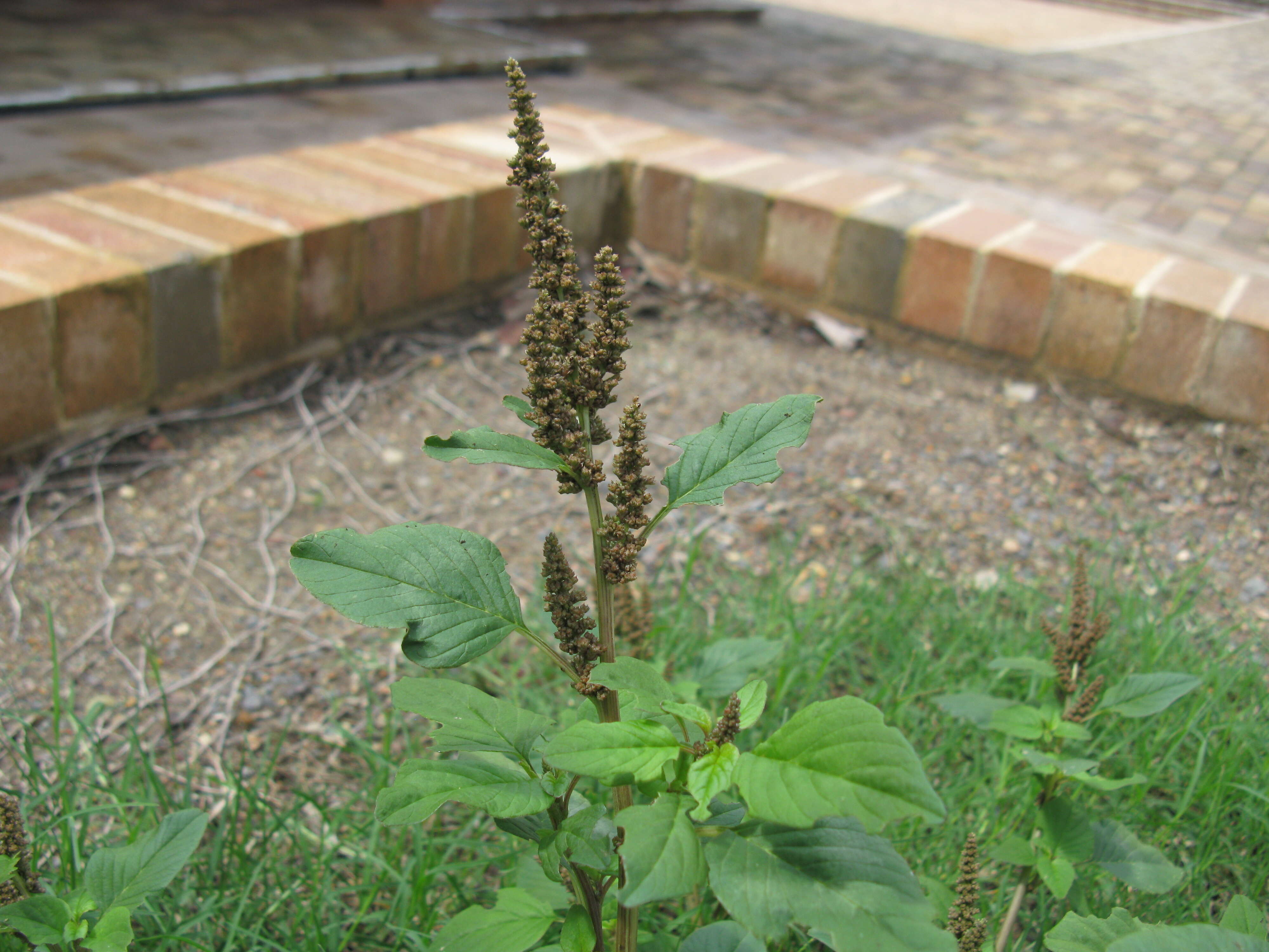 Imagem de Amaranthus viridis L.