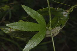 Imagem de Passiflora tripartita var. azuayensis L. B. Holm-Nielsen & P. M. Jørgensen