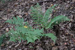 Imagem de Dryopteris uniformis (Mak.) Mak.