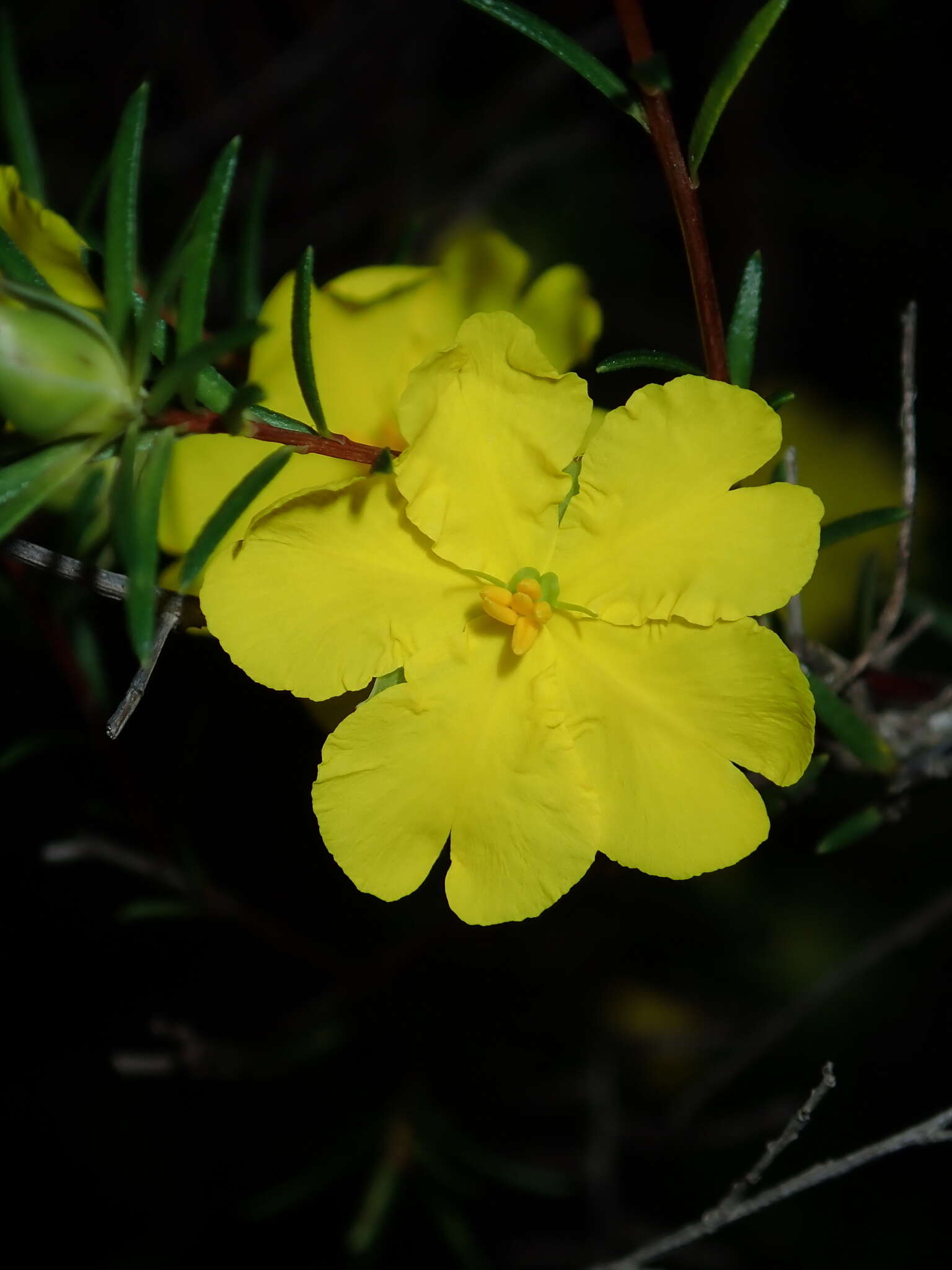 Image of Hibbertia cistiflora (Sieber ex Spreng.) N. A. Wakefield