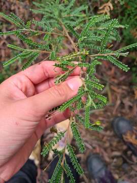 Image of Dodonaea multijuga G. Don