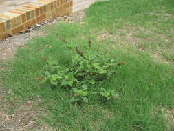 Imagem de Amaranthus viridis L.