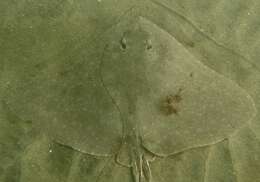 Image of California Butterfly Ray