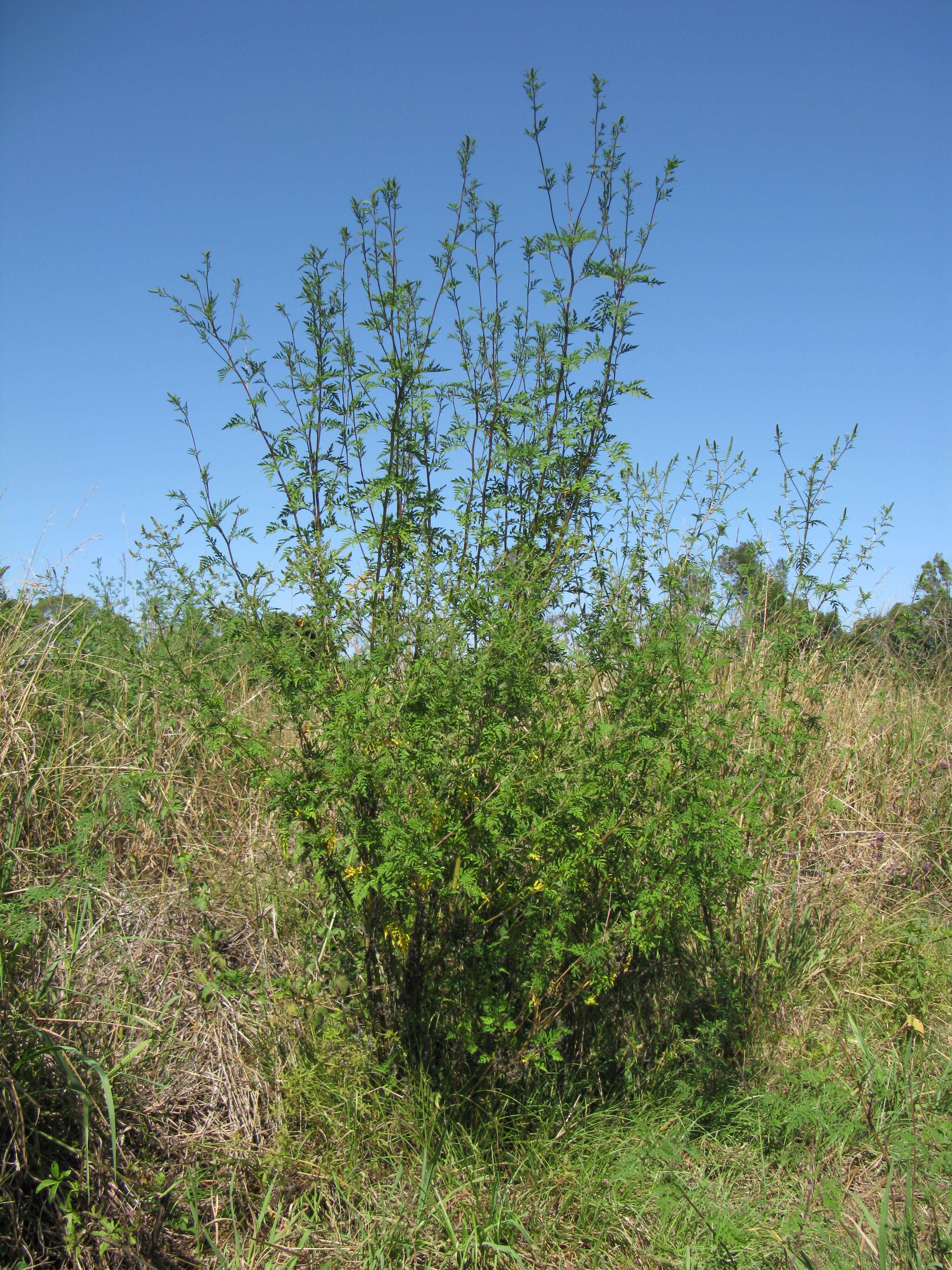 Image of annual ragweed