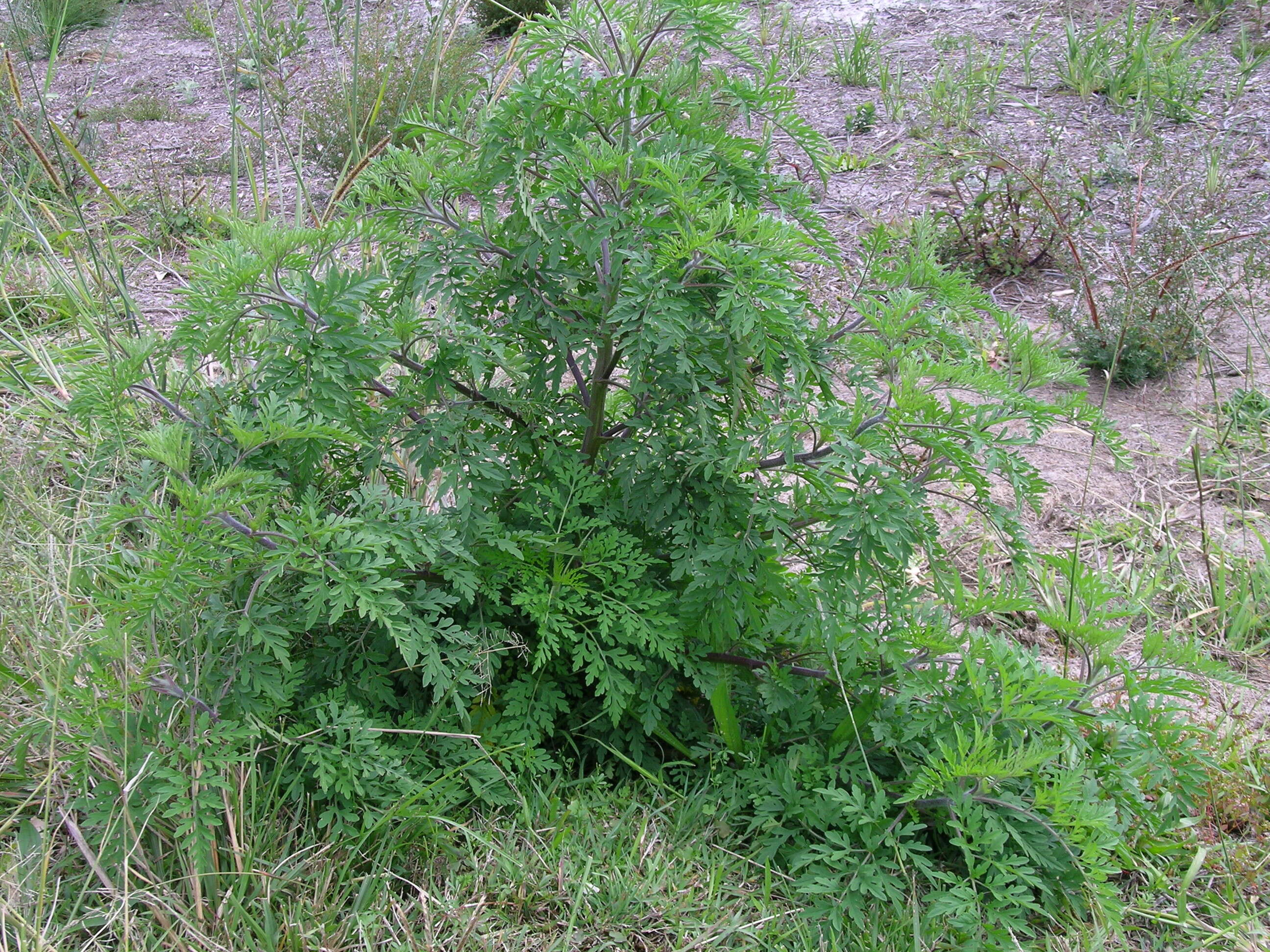 Image of annual ragweed