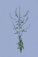 Image of annual ragweed