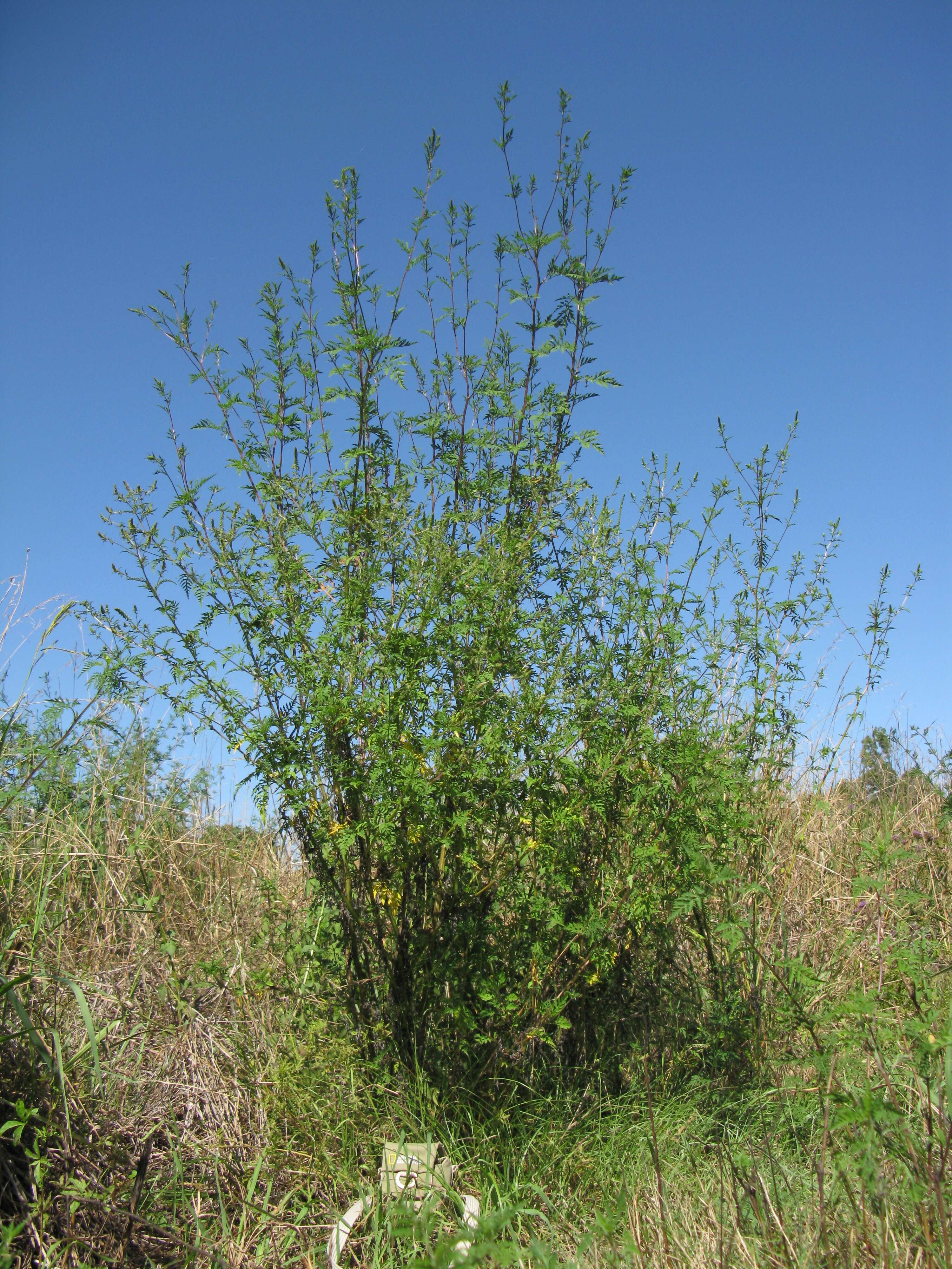 Image of annual ragweed