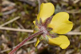 Potentilla ranunculoides Humb. & Bonpl. ex Nestl. resmi