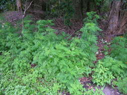 Image of annual ragweed