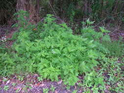 Image of annual ragweed