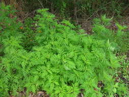 Image of annual ragweed