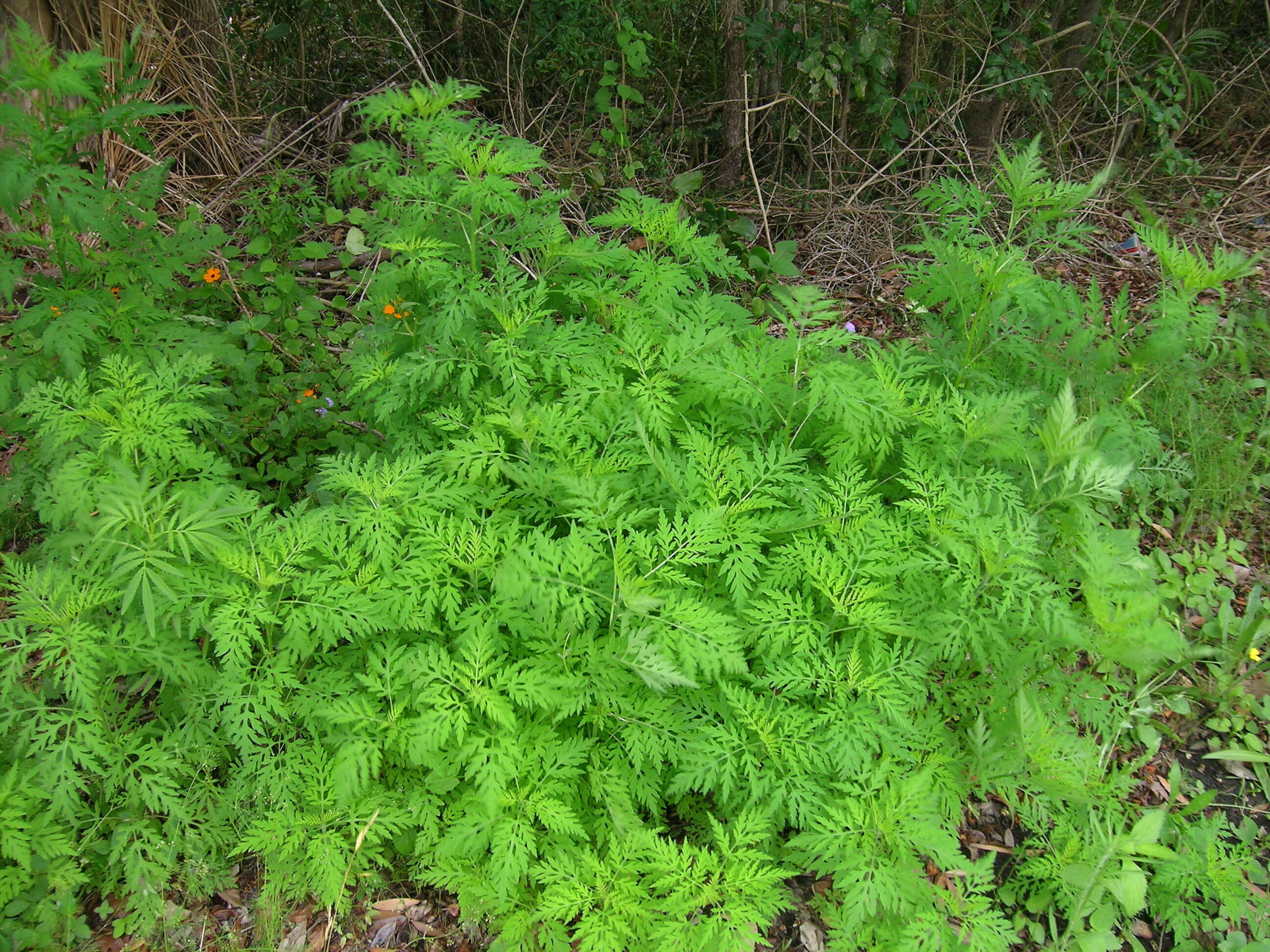 Image of annual ragweed