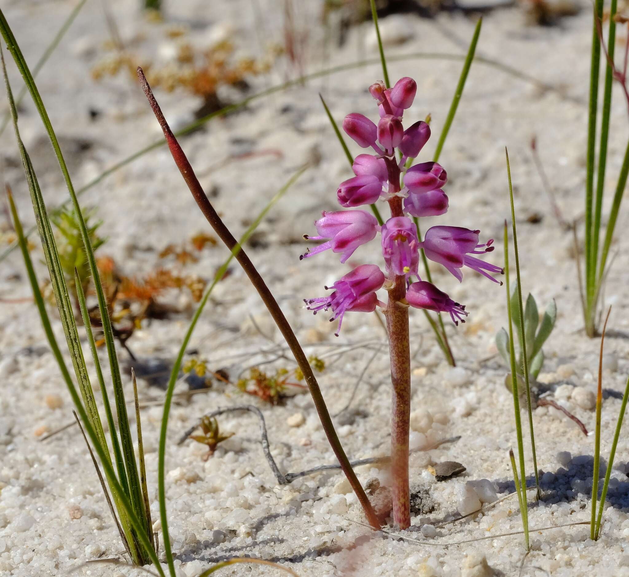 Image of Lachenalia juncifolia Baker