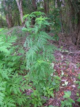 Image of annual ragweed