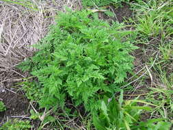 Image of annual ragweed