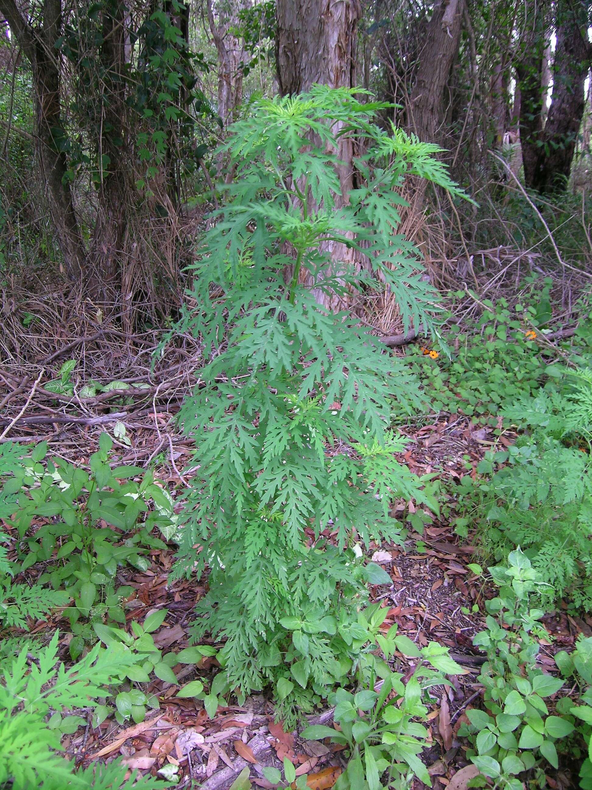 Image of annual ragweed