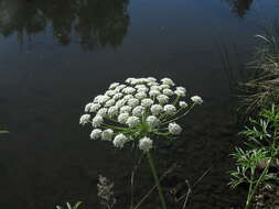 Imagem de Ammi majus L.