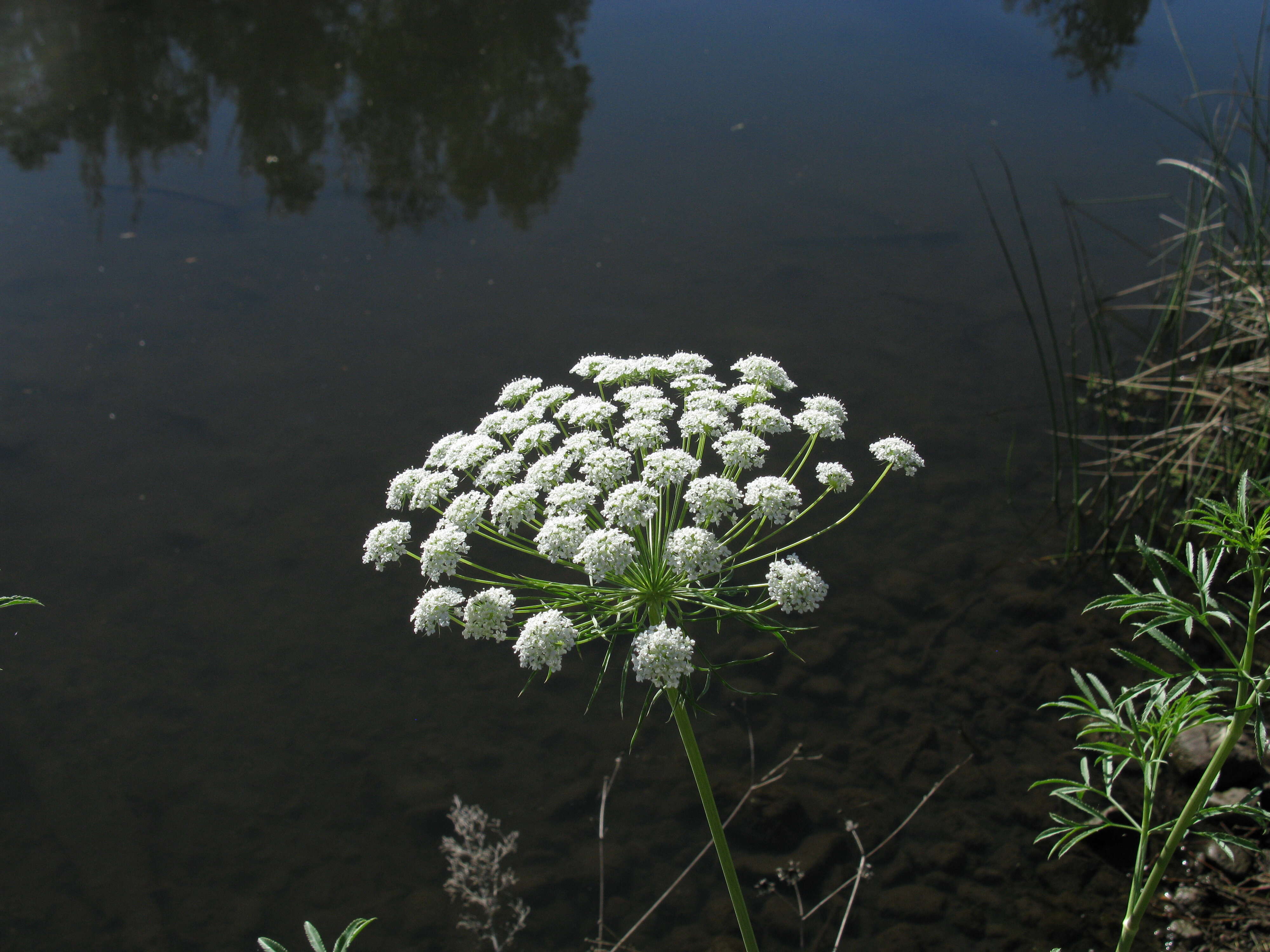 Imagem de Ammi majus L.