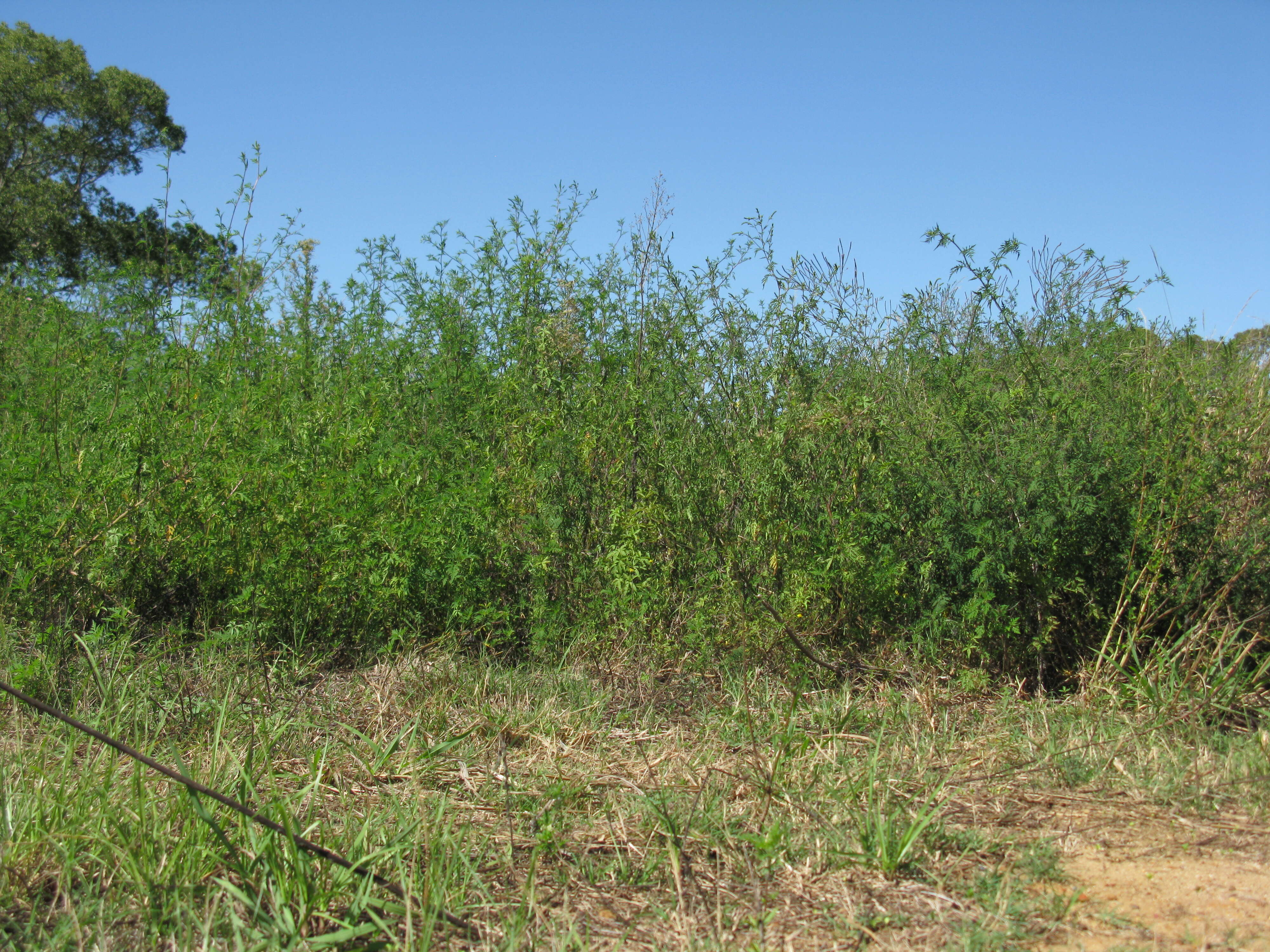 Image of annual ragweed