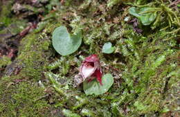 Image of Corybas taiwanensis T. P. Lin & S. Y. Leu