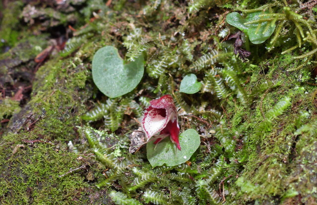 Image of Corybas taiwanensis T. P. Lin & S. Y. Leu