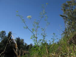 Imagem de Ammi majus L.