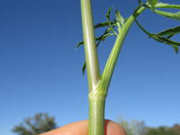 Imagem de Ammi majus L.