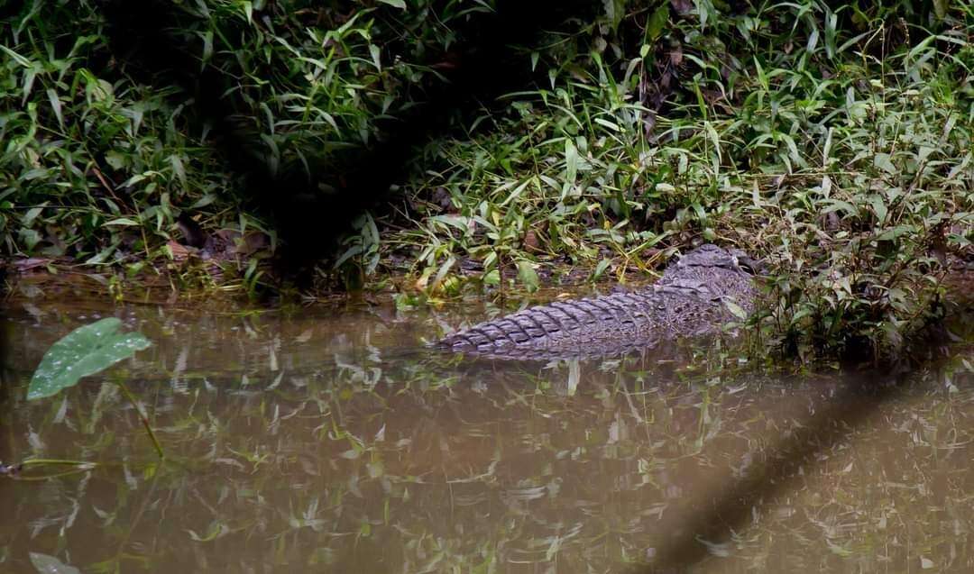 Image of Siamese Crocodile