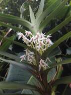 Image of Maxillaria biolleyi (Schltr.) L. O. Williams