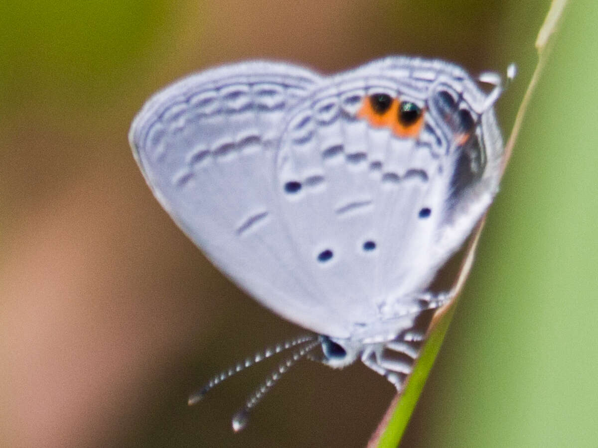 Image of Everes lacturnus rileyi