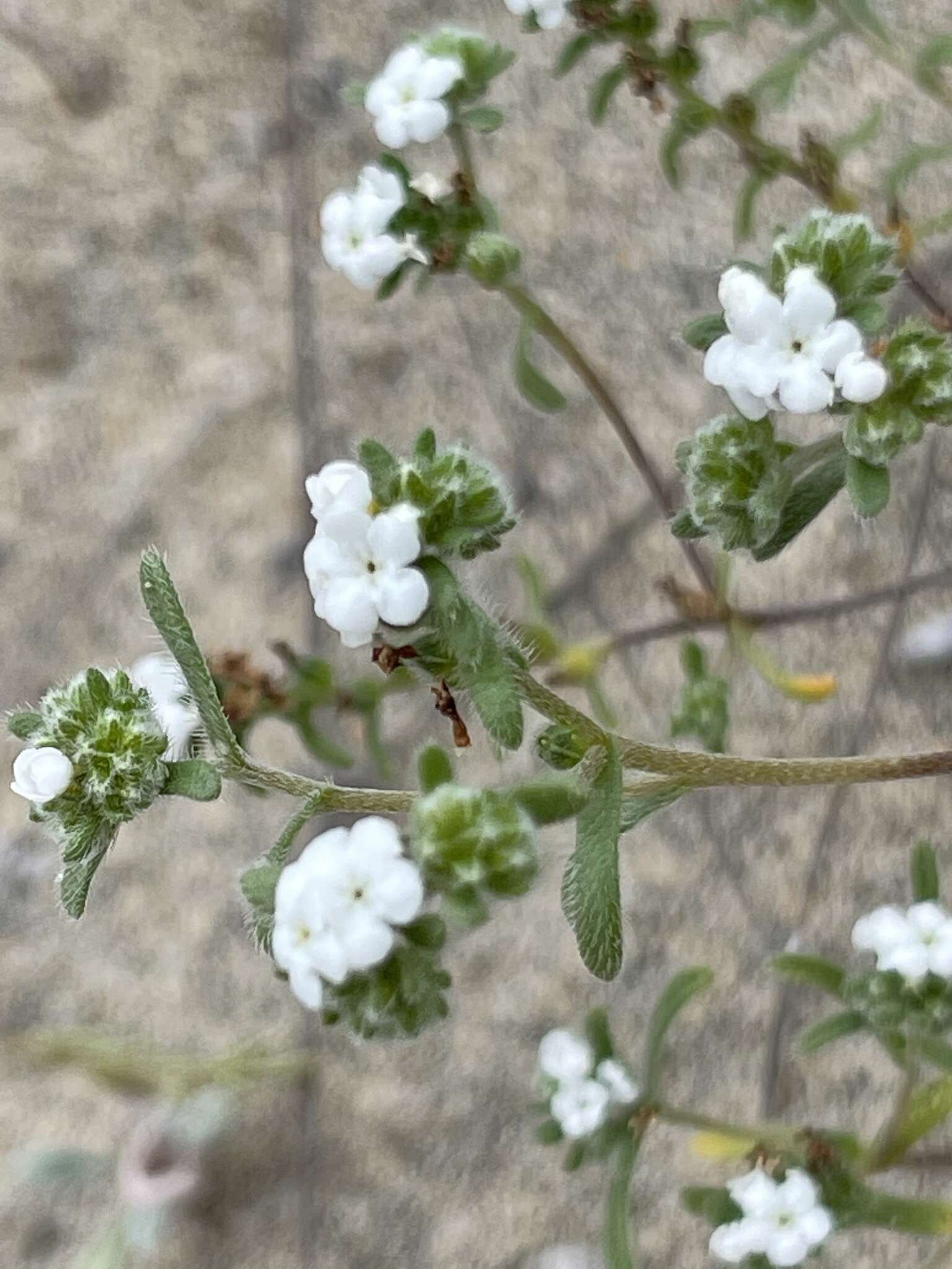 Image of Eremocarya micrantha var. pseudolepida M. G. Simpson, L. M. Simpson & Rebman